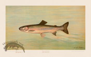 Kern River Trout